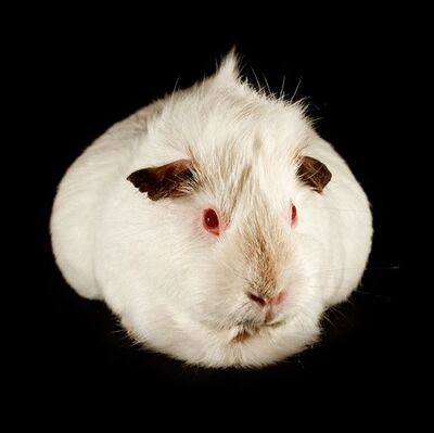 Guinea-pig-breeds-himalayan-1549311375