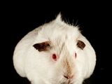 Himalayan Guinea Pig