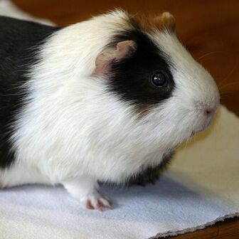 Guinea-pig-px-237034-900