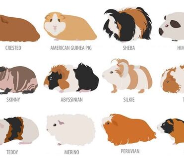 Guinea pig us teddy hotsell