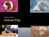 Guinea Pigs - PowerPoint PPT Presentation (5)