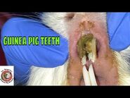 Guinea Pig has Dirty Teeth Does it Cause Cheilitis? Contagious? And what about Abnormal Teeth?