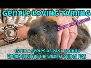 Gently Taming Your Guinea Pig - Loving Techniques that work!