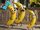 Famille banane