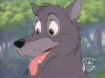 Wölfchen als jugendlicher Wolf