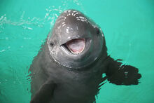 Porpoise