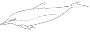 Dolphin normal1.jpg (11 KB)