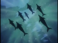 Tiffa swims with dolphins.png (162 KB) Tiffa swimming with the White Dolphin's Pod.