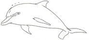 Dolphin white1.jpg (10 KB)