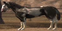 Pinto Horse (Unsaddled)