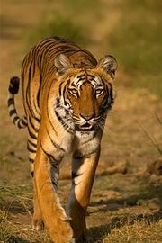 Tigress at Jim Corbett National Park 