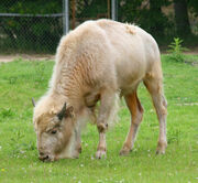 White-buffalo