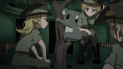 Wallaby asking orders from commander Koala