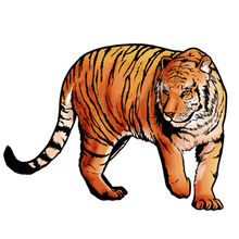 Tigr-color-1-