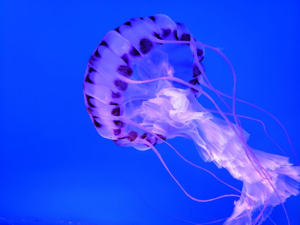 ツルバイマリコオイカワ　Jellyfish 新品24SSツルバイマリコオイカワ jelly fish - メルカリ
