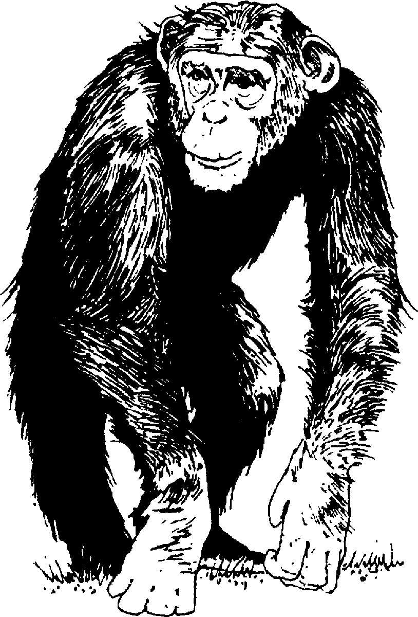 Обезьяна (Monkey) | GURPS_Wiki | Fandom