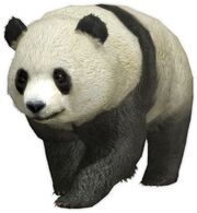 Panda (Mook Situation)