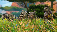 Plains Zebra