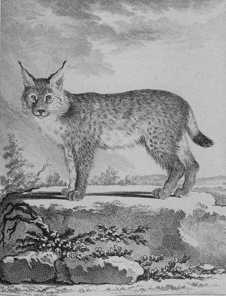 Le Lynx boréal (Les Sentiers du Naturaliste) (French Edition