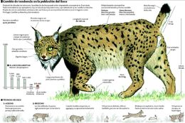 Lynx iberique : taille, description, biotope, habitat, reproduction