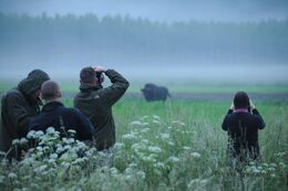 Aabialowieza201