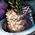Bowl of Truffle Risotto