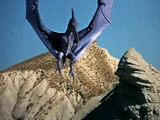 Pteranodon