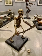 Original skeleton model