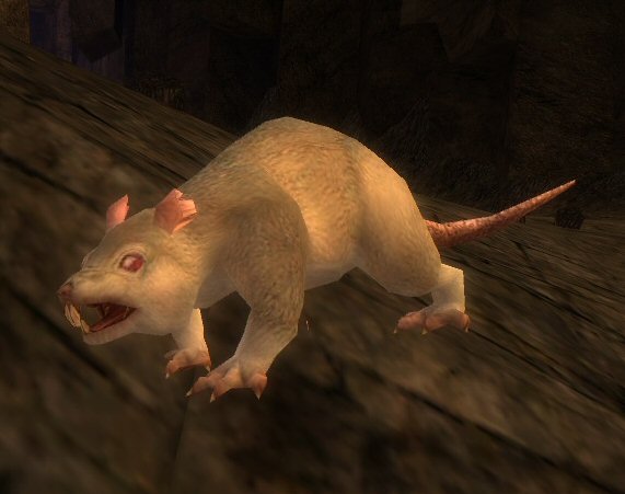 Albino rat 2024