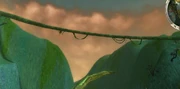 Image of the shadow, on the tangle root side of the river.