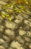 Bee Swarm