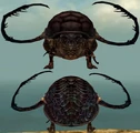 Beetle Metamorphosis effect