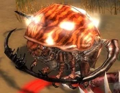 Rock Beetle