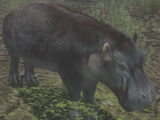 Pygmy Hippopotamus