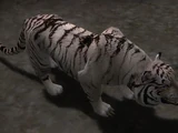 White Tiger