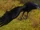 Raven