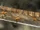 Igneous Blade
