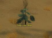 Suspicious shrub