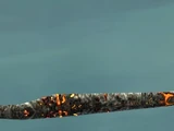 Destroyer Staff