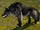 Black Wolf