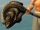 Piranha Hammer