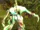 Melp the Harpooner
