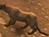 Lioness