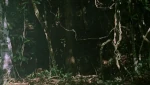 Forest mako 1x01.gif (5.49 MB)