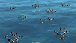 South Pacific Pod Meeting