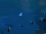 Speed-Swimming/Gallery