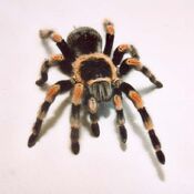 Tarantula