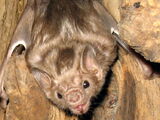 Bat