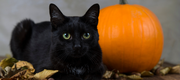 Black-cat-2