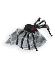 Jumping Spider